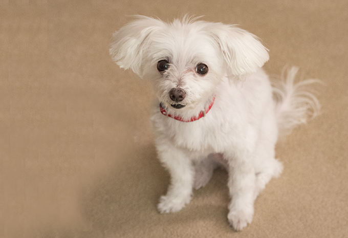 Pets of Brightview