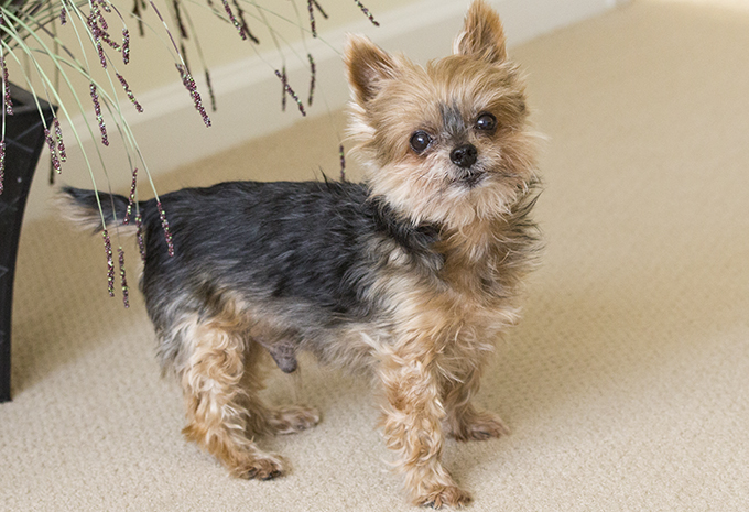 Pets of Brightview