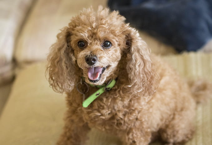 Pets of Brightview