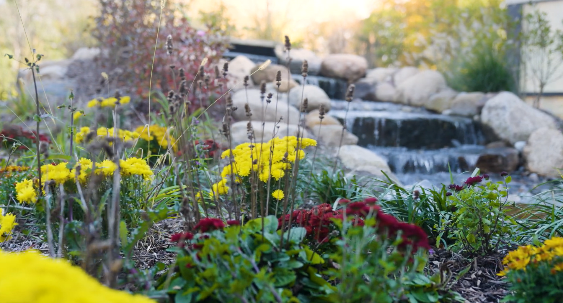 The thoughtfully designed Brightview Wayne fountain with landscaping based around native/local plantings. Yellow flowers and local shrubbery sit in front of a gently running waterfall style fountain.